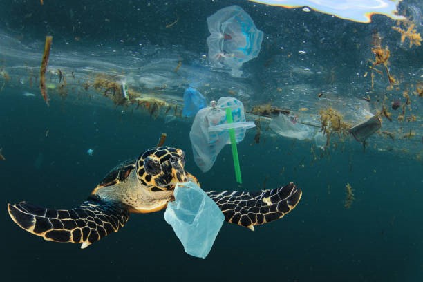 Visuel d'une tortue géante dans l'océan parmi des sacs plastiques dont un qu'elle est  en train d'ingérer, pour illustrer la pollution des océans